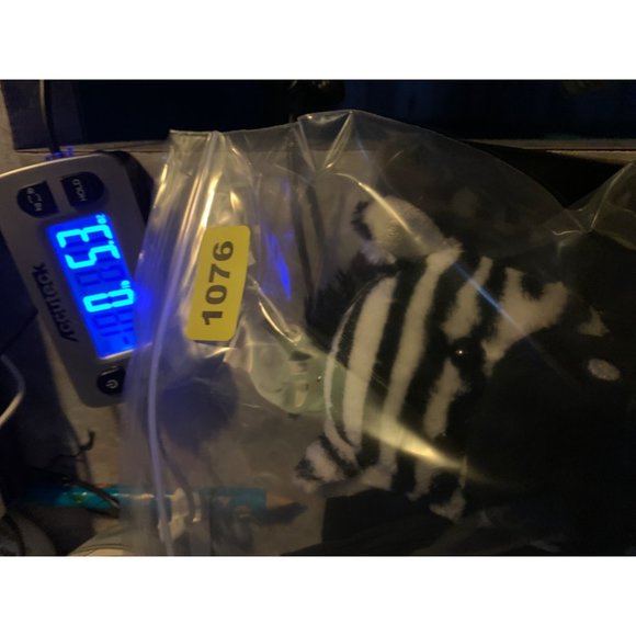 Scentsy Buddy 2012 Black and White Zebra Plush 9 inch Sitting - Picture 13 of 13